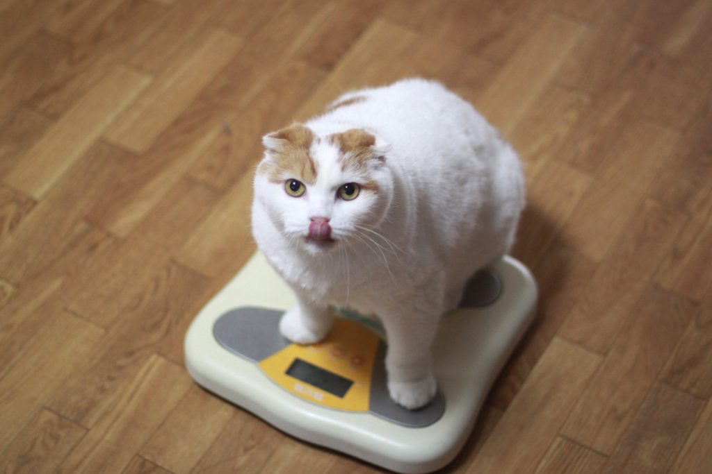 animali domestici sovrappeso