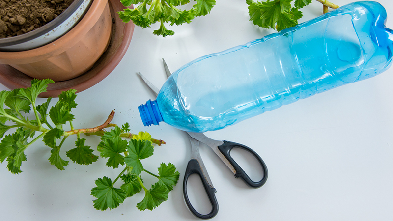 bottiglia di plastica e pianta