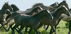 Vienna cavalli