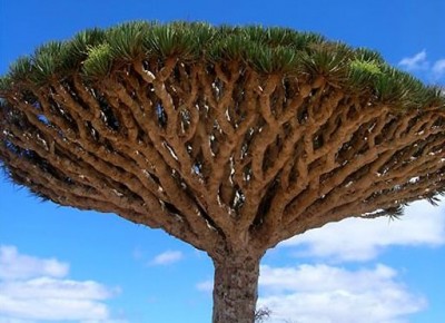 Albero del drago, Socotra