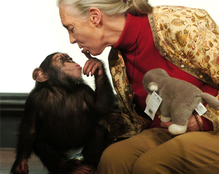 Jane Goodall premiata per l’impegno umanitario