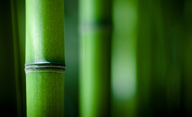 Canna di bamboo