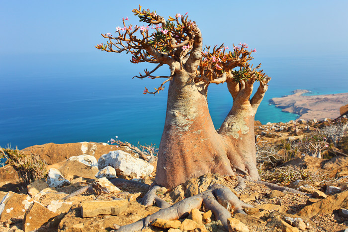 4. Socotra