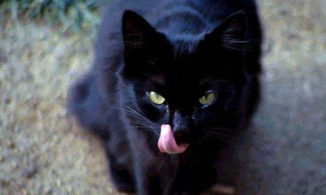 Gatti neri e venerdì 13: al bando la superstizione!