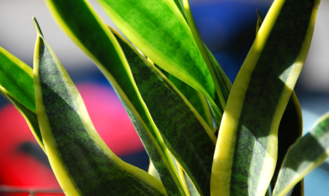 5 piante che purificano l’aria