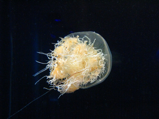 Echizen kurage (medusa di Nomura)