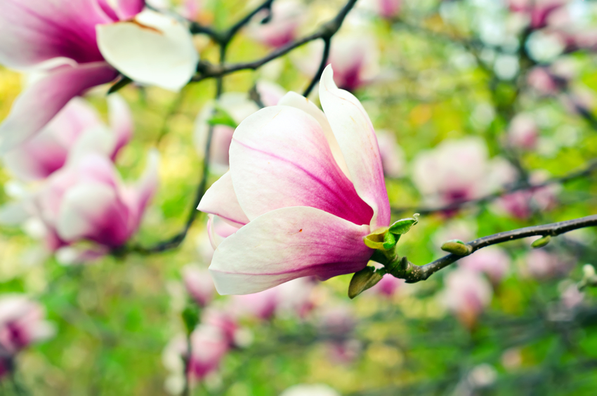 Cosmesi naturale: i benefici della magnolia