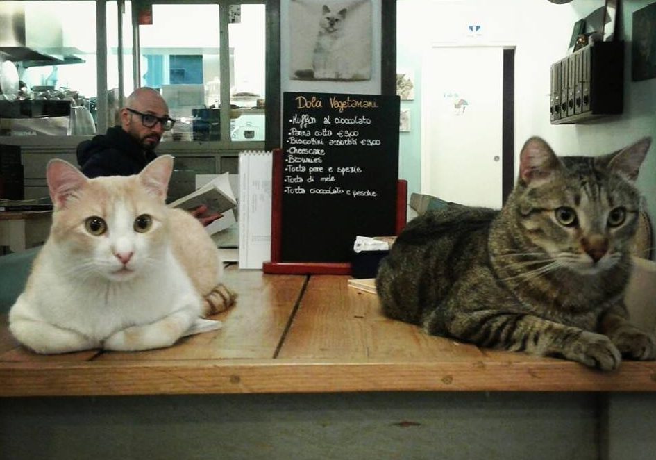 15 imperdibili Cat Café in giro per l’Europa