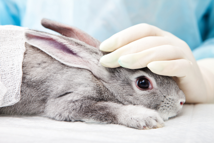Stop ai cosmetici testati sugli animali