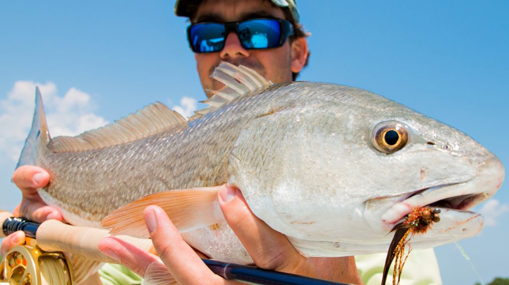 Fishbras: fascino irresistibile in Florida