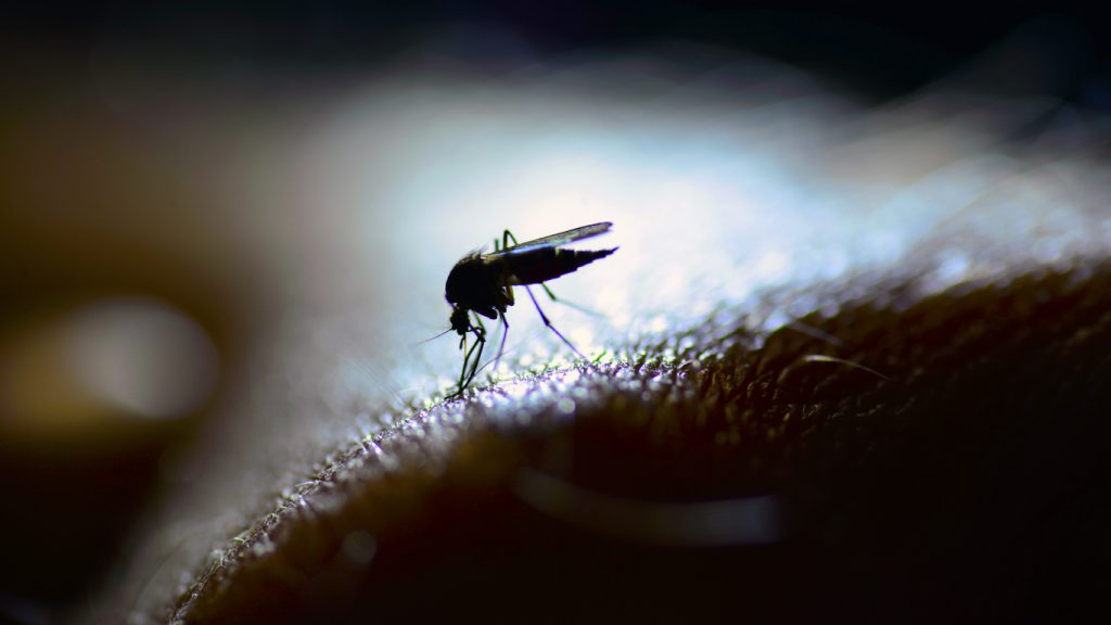 fastidiose zanzare