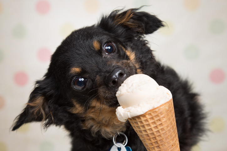 Cane che mangia il gelato