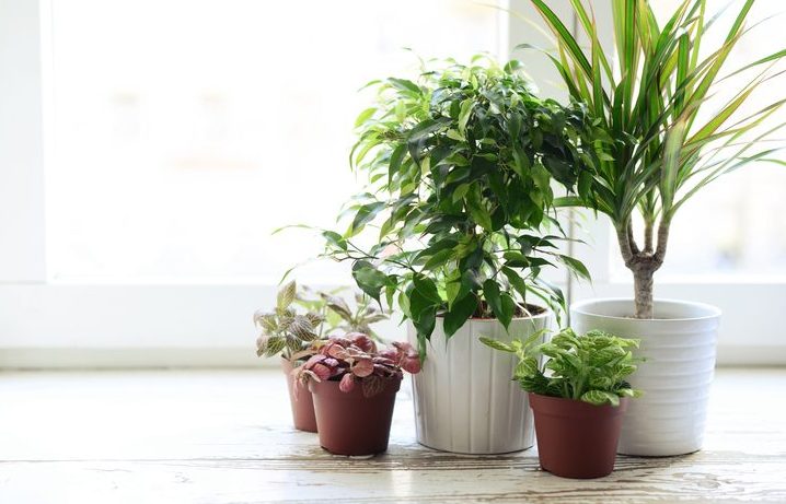 piante indoor
