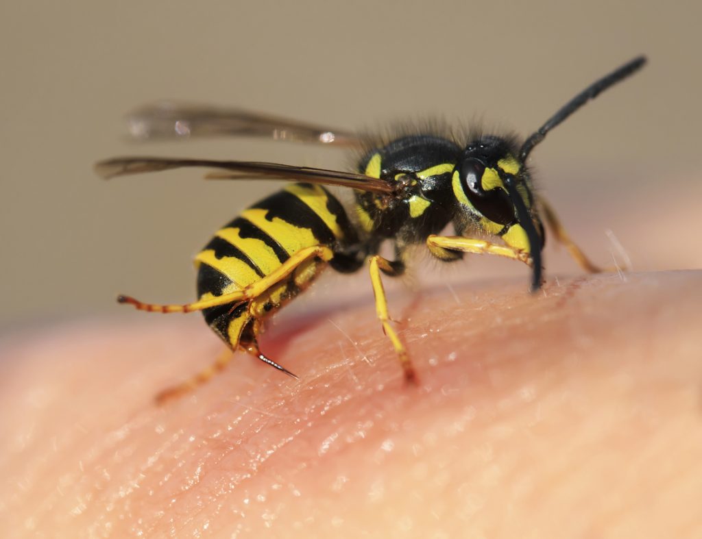 Al riparo da vespe e calabroni, i consigli utili