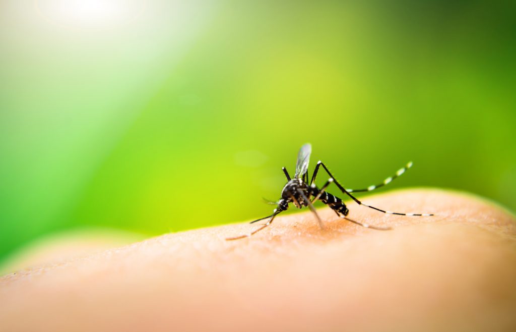 Consigli anti zanzare per un’estate serena e piacevole