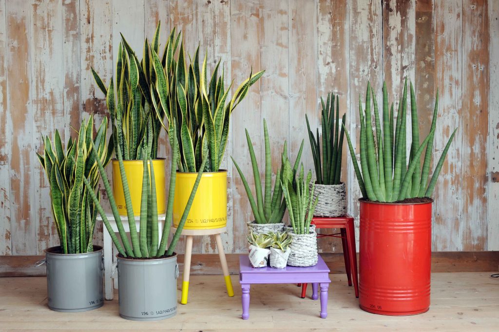 Sansevieria: una pianta facile, utile e ornamentale