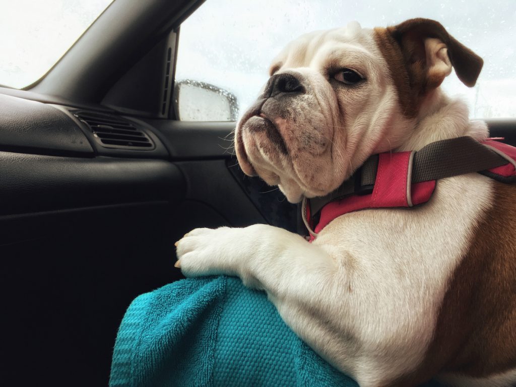 Come eliminare il cattivo odore del cane dall’auto