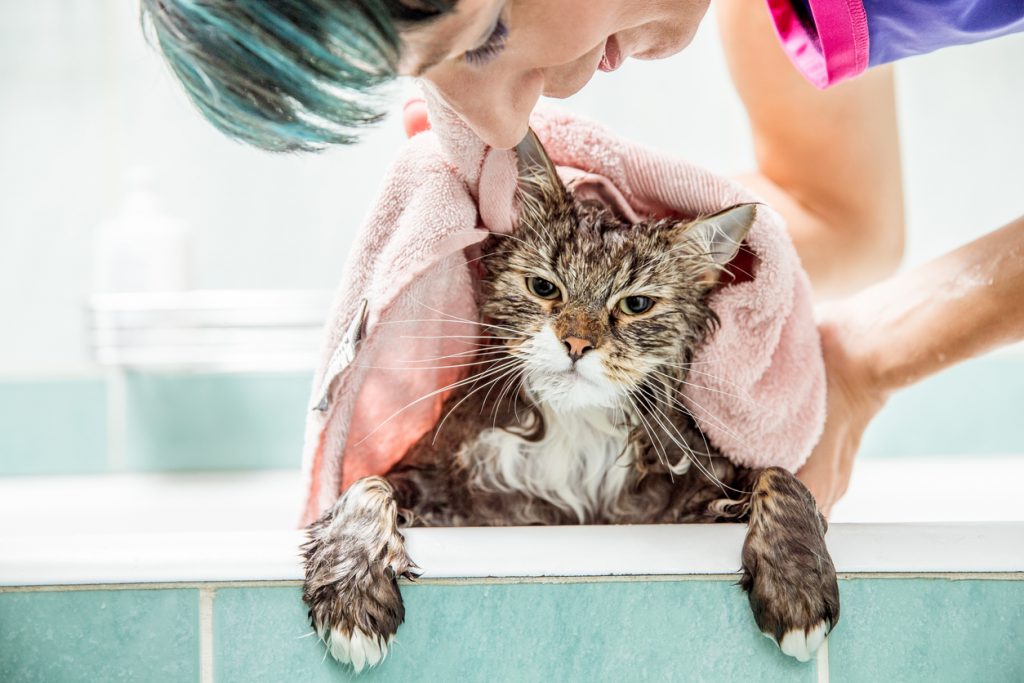 Come fare il bagno al gatto che odia l’acqua