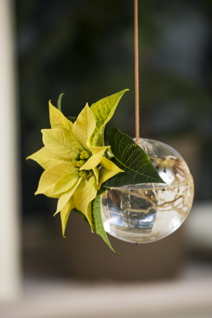 Quanto Costa Una Stella Di Natale.Decorare Con Le Stelle Di Natale Centrotavola Cenone