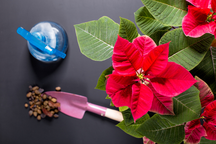 Stella Di Natale Pianta Cure.Poinsettia Stella Di Natale Pianta Cura Come Coltivarla