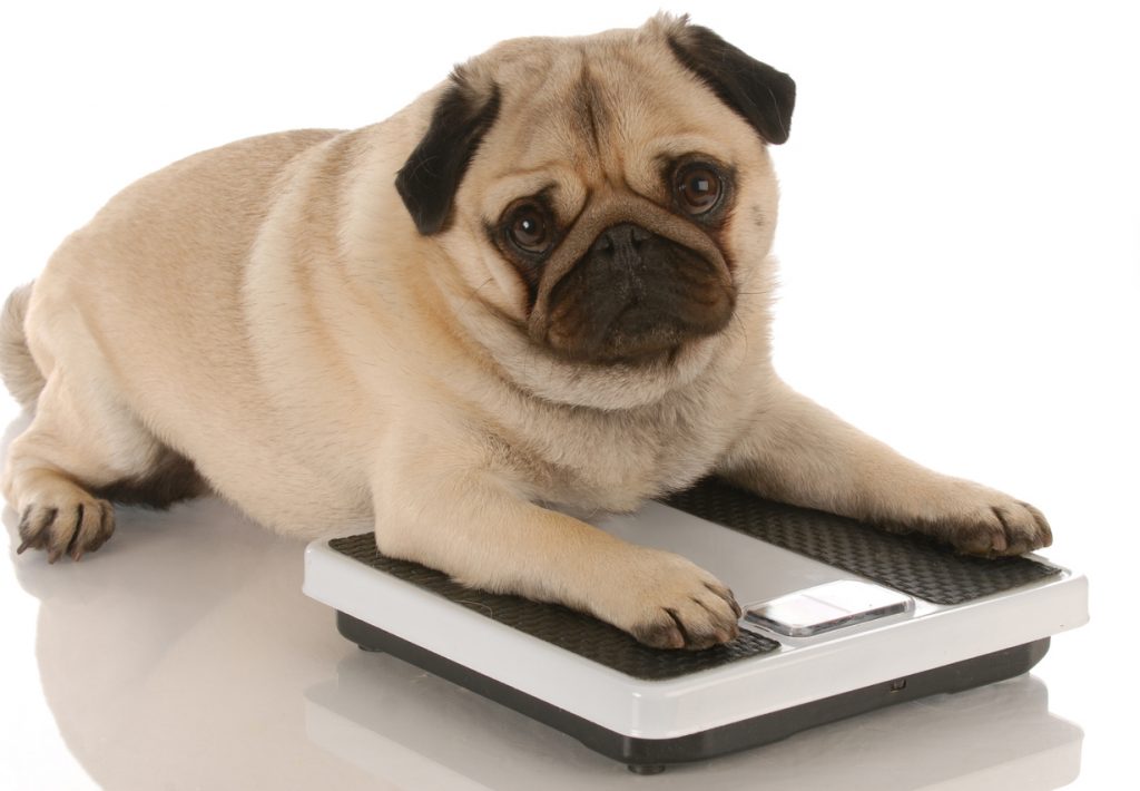 Come evitare cani sovrappeso con le giuste accortezze