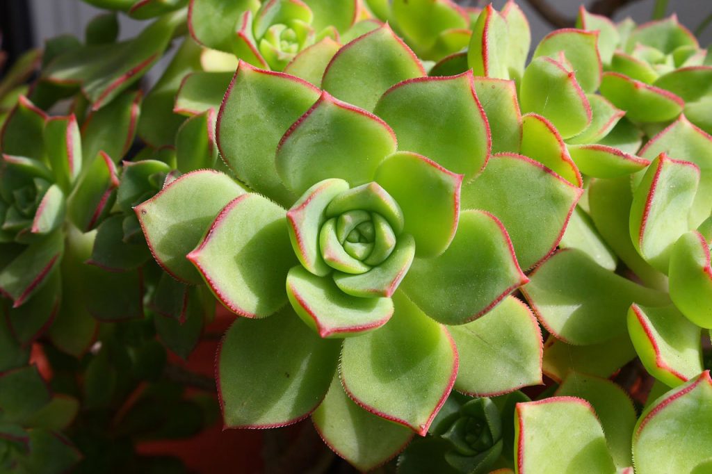 Come prendersi cura di una pianta di Echeveria