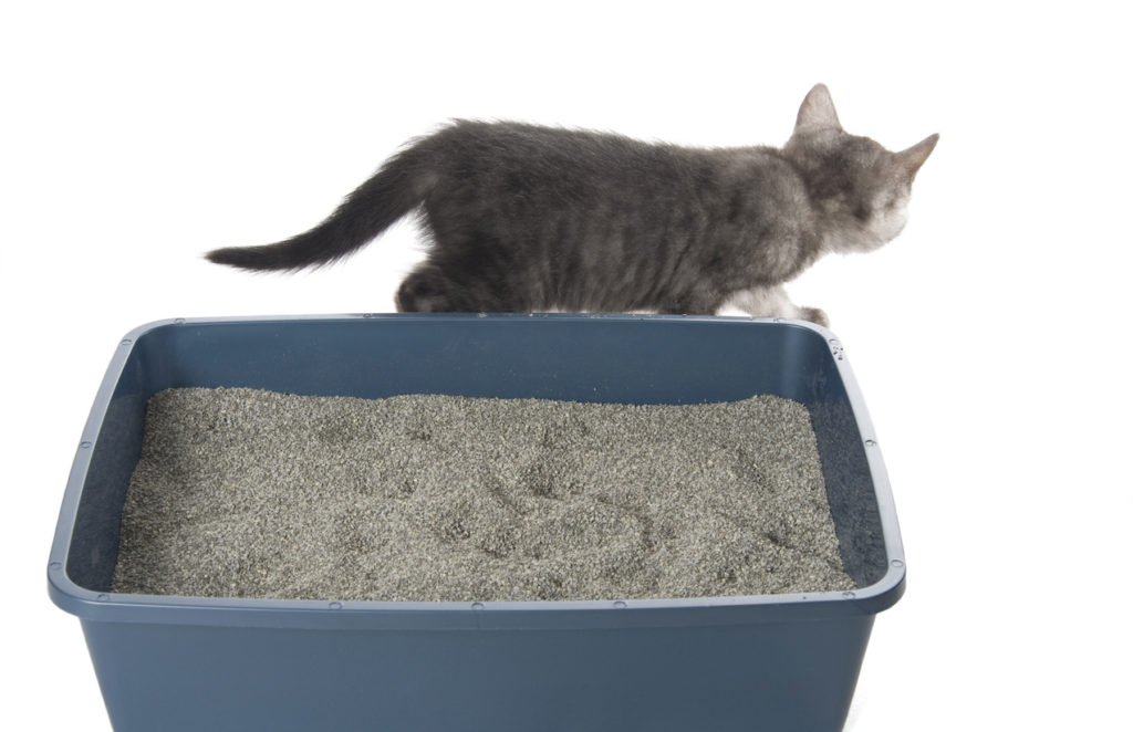 Lettiera del gatto, i consigli degli esperti per pulirla in casa